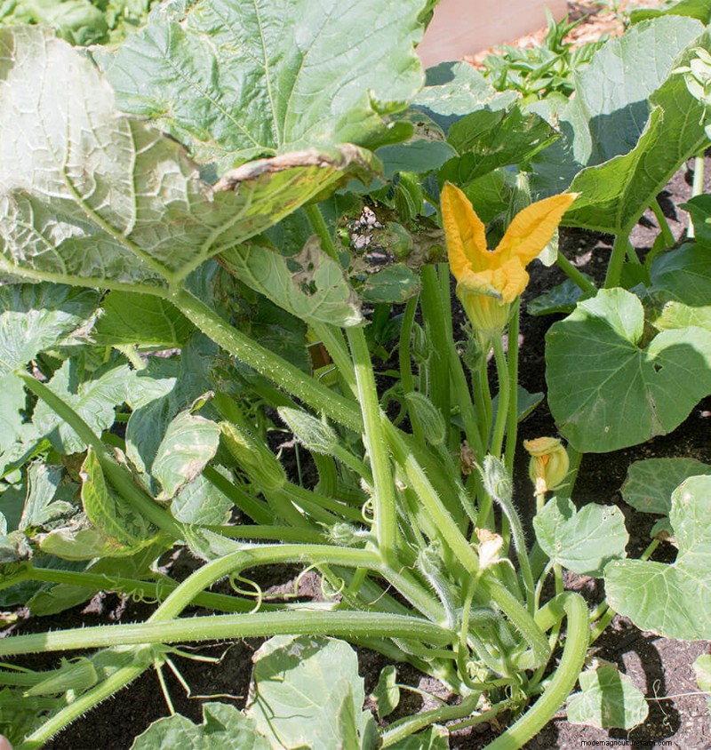 Squash Pollination