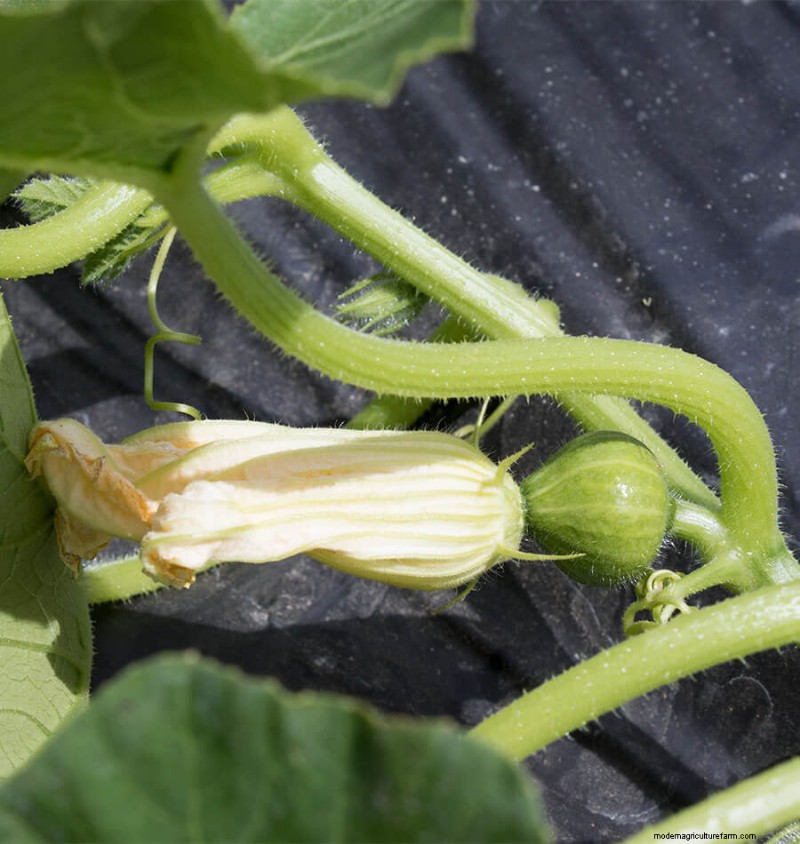 Squash Pollination