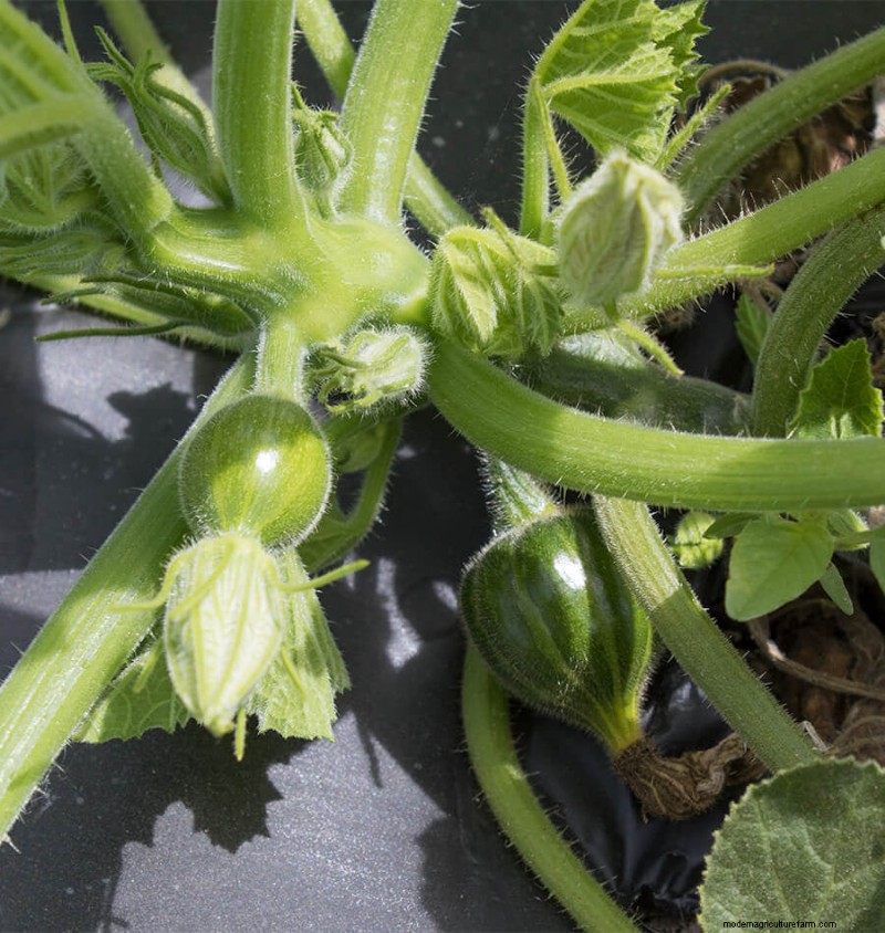 Squash Pollination