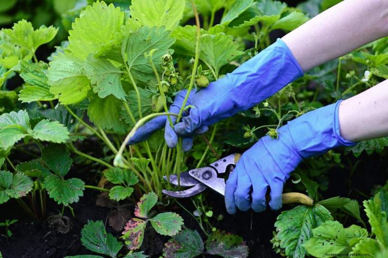 Strawberries: When And How To Thin To Renew Your Beds