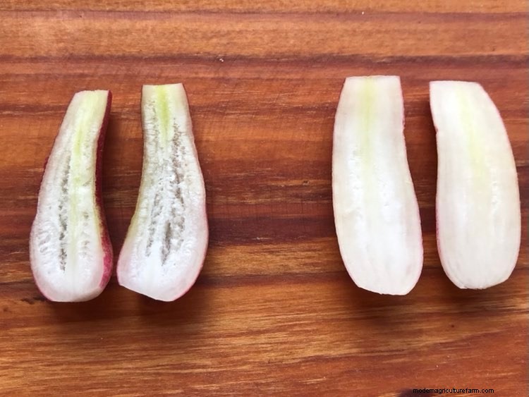 Why Are Radishes Hollow? Growing Problems Explained