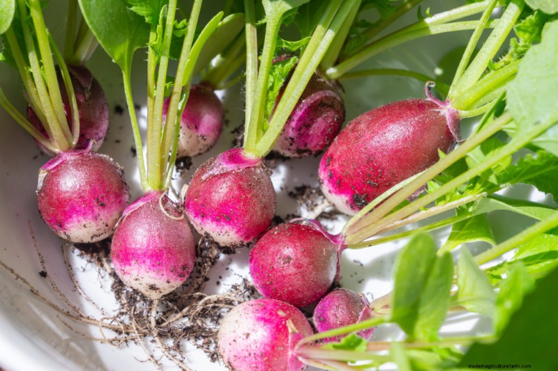 Why Are Radishes Hollow? Growing Problems Explained