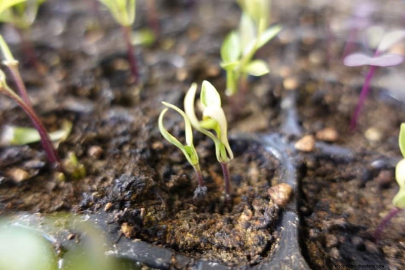 Pepper Seedling Problems (with pictures)