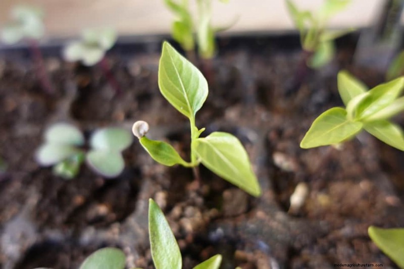 Pepper Seedling Problems (with pictures)