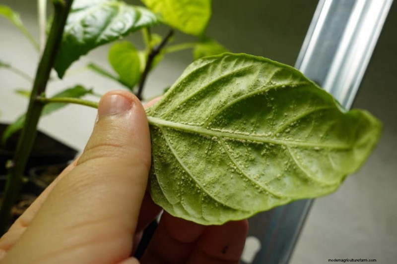 Pepper Seedling Problems (with pictures)