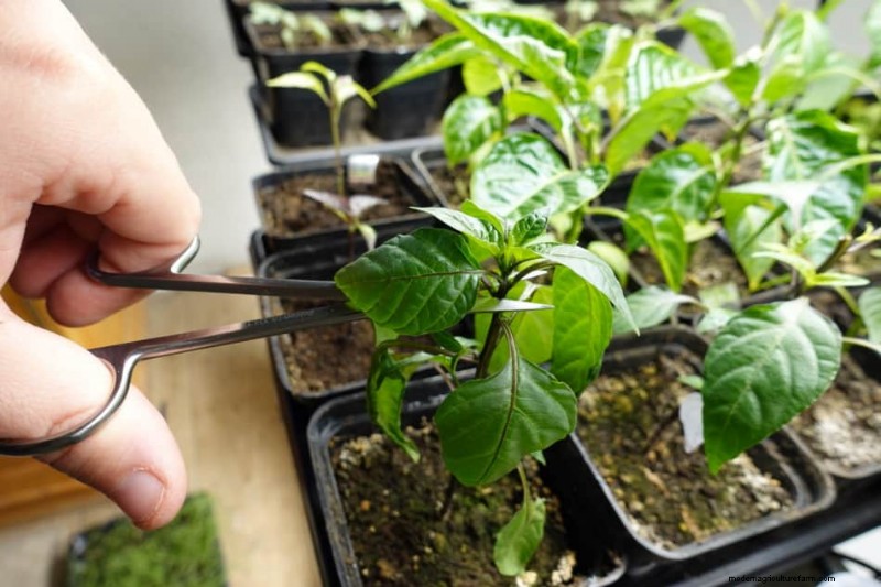 Pepper Seedling Problems (with pictures)