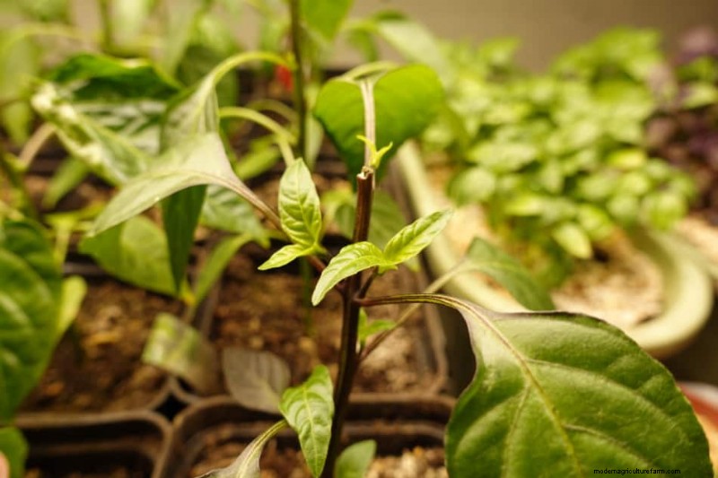 Pepper Seedling Problems (with pictures)