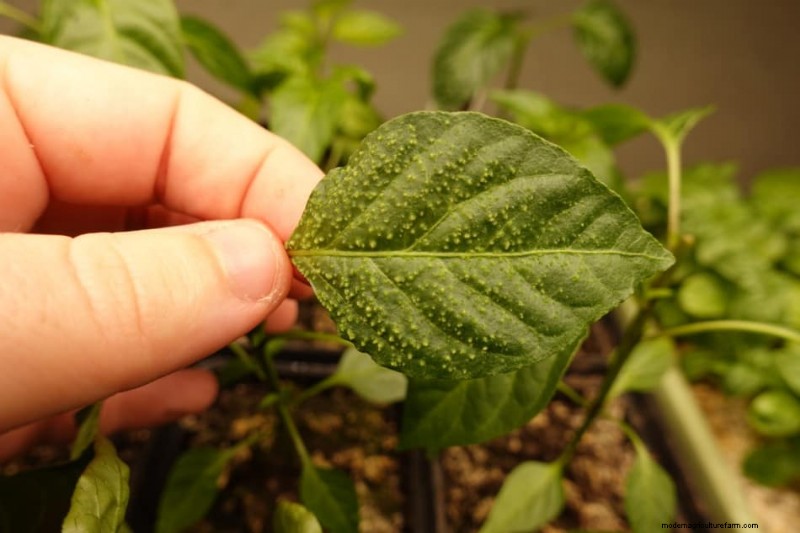 Pepper Seedling Problems (with pictures)