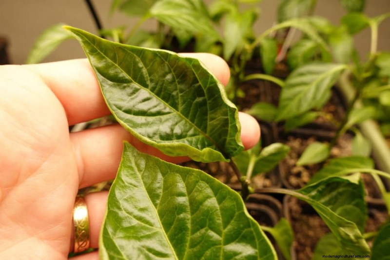 Pepper Seedling Problems (with pictures)