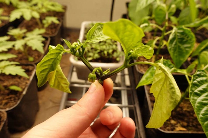 Pepper Seedling Problems (with pictures)