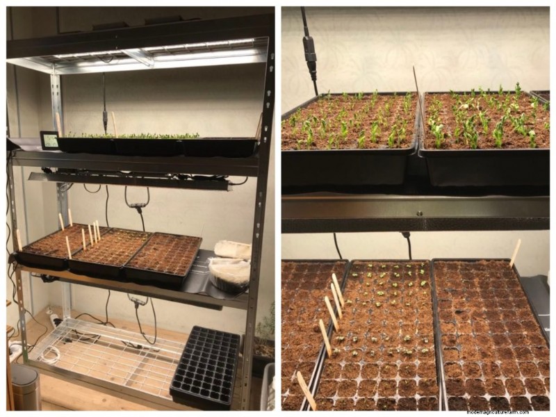 How to Keep Seedlings Warm in a Cold Basement