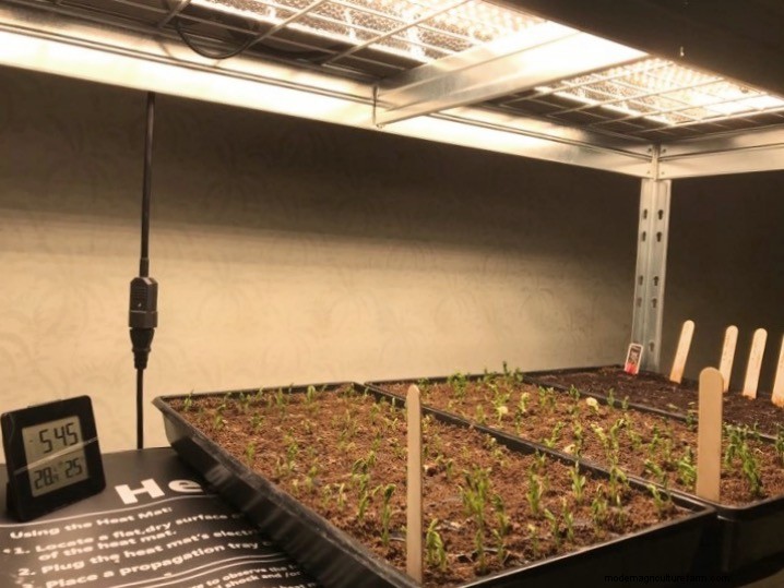 How to Keep Seedlings Warm in a Cold Basement