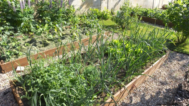 Is Crop Rotation Really Necessary in a Small Garden?