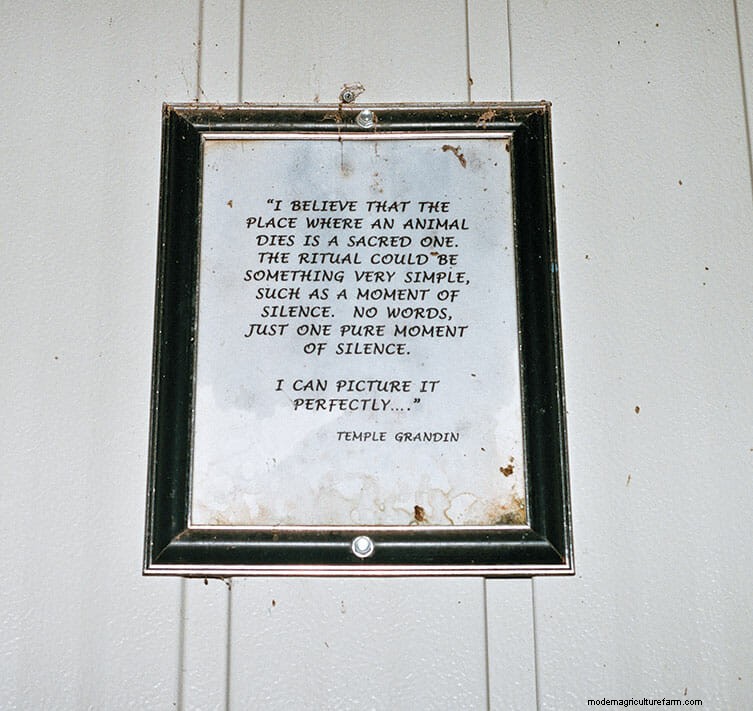 This Is What Humane Slaughter Looks Like. Is It Good Enough?