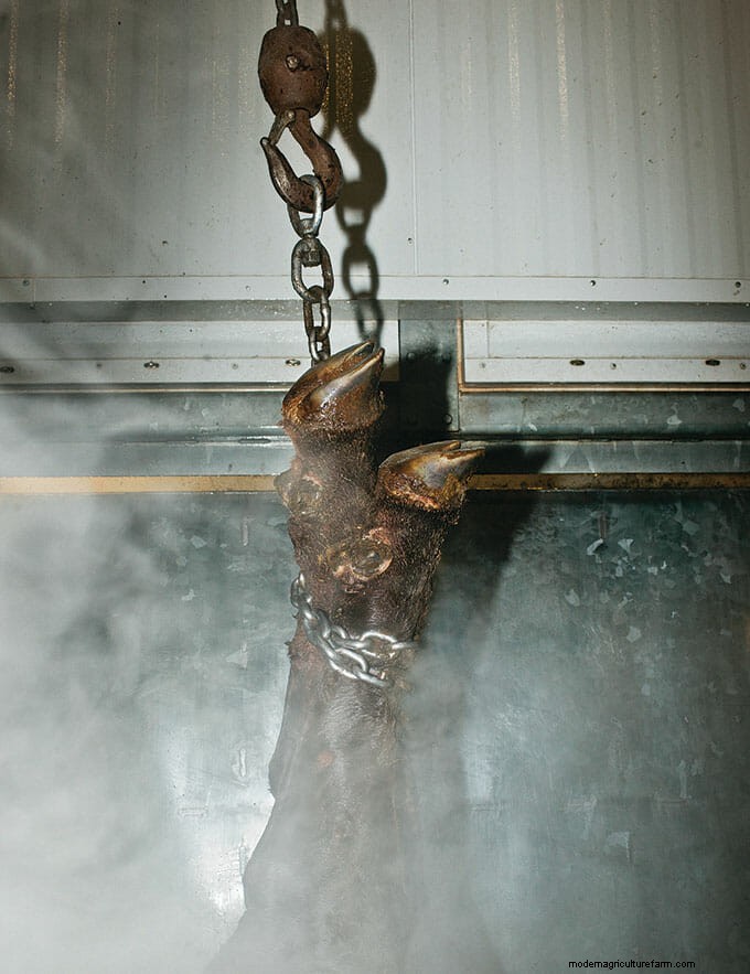 This Is What Humane Slaughter Looks Like. Is It Good Enough?