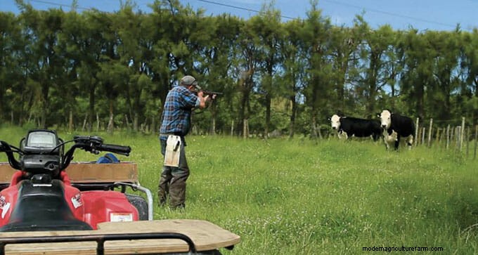 This Is What Humane Slaughter Looks Like. Is It Good Enough?