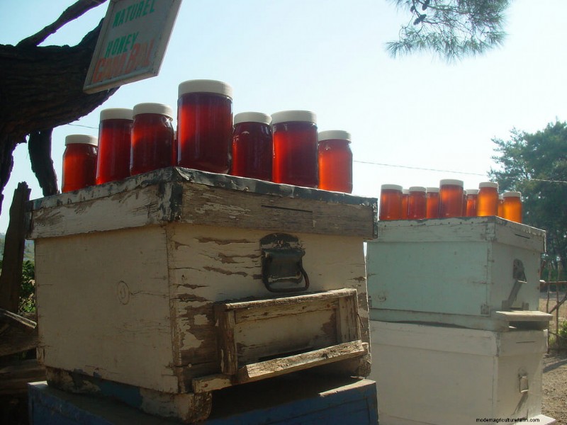 The Global Guide to Local Honey