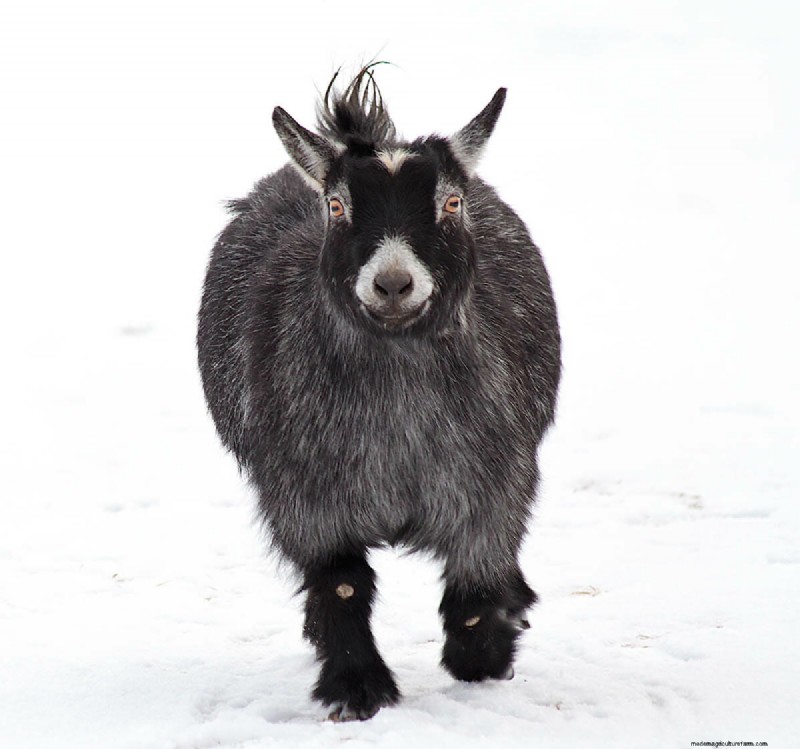 The Goats of Maple Crest Farm