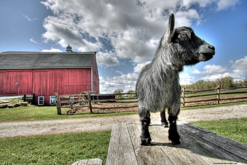 The Goats of Maple Crest Farm