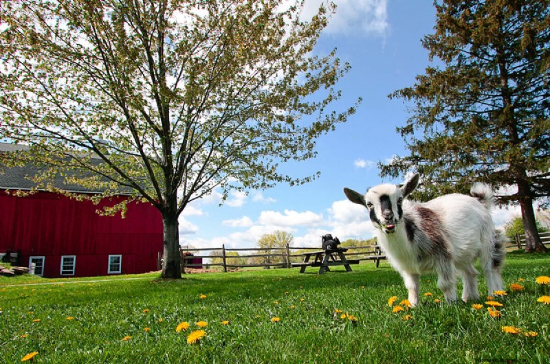 The Goats of Maple Crest Farm