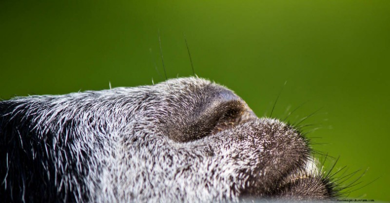 The Goats of Maple Crest Farm