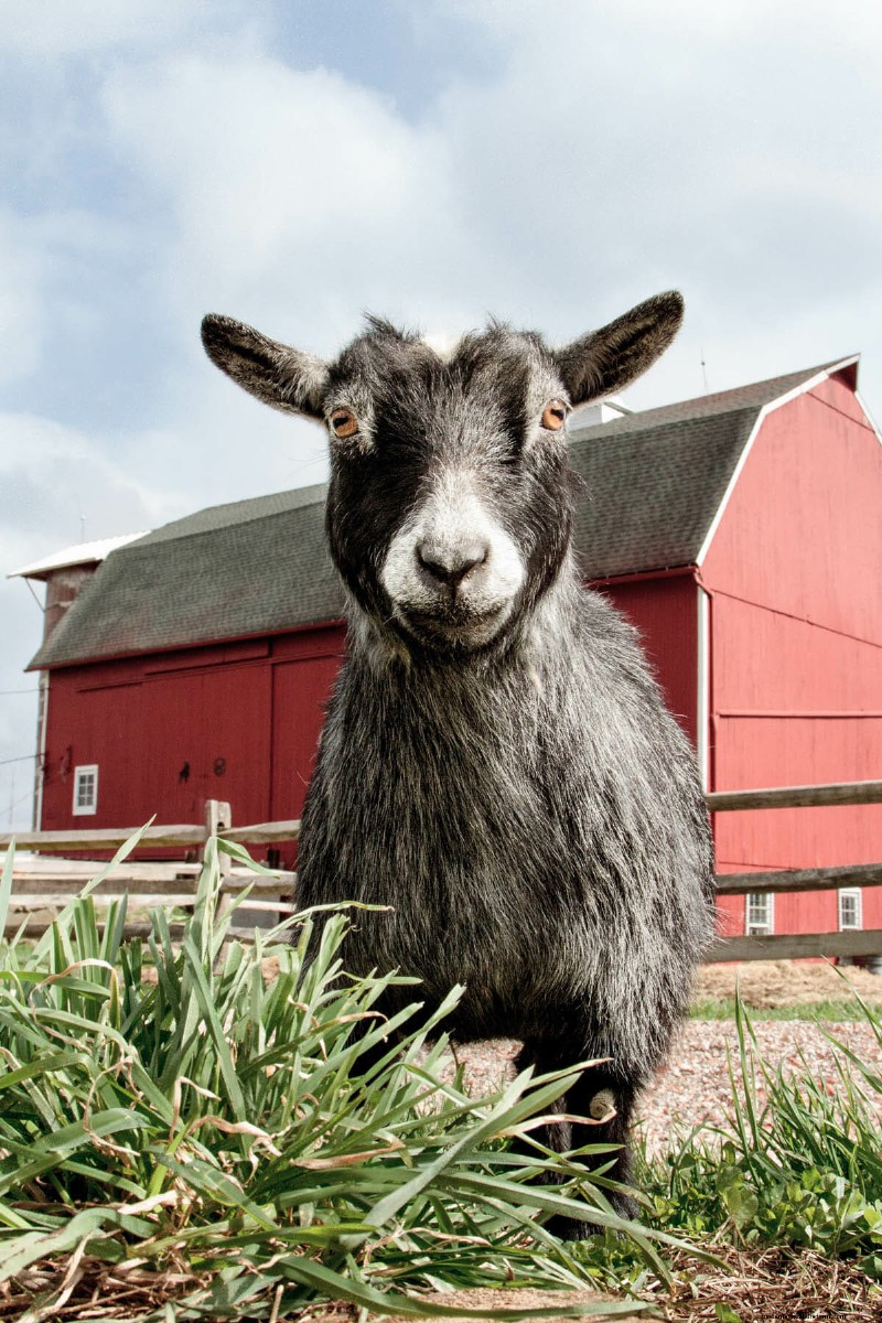The Goats of Maple Crest Farm