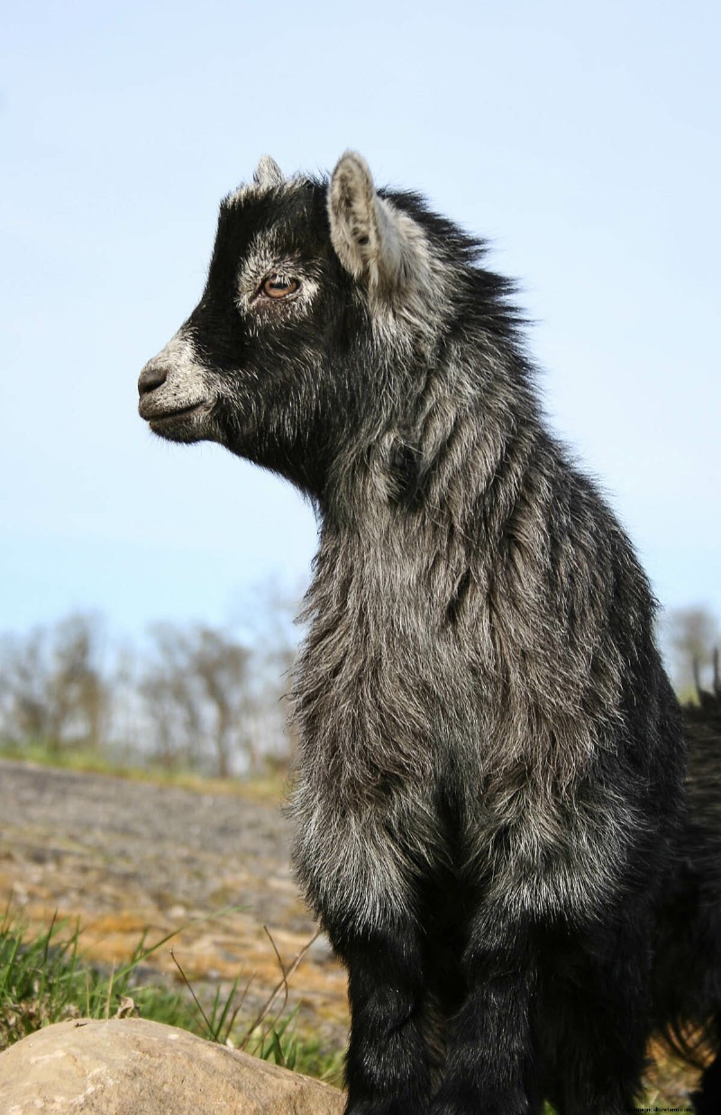 The Goats of Maple Crest Farm