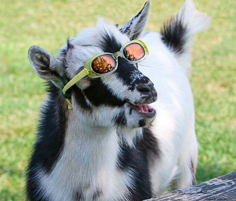 The Goats of Maple Crest Farm