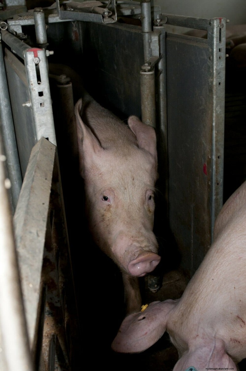 Pig Tech: Improving Pork’s Future