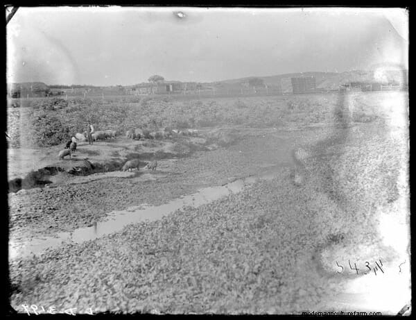 16 Porkers from the Past