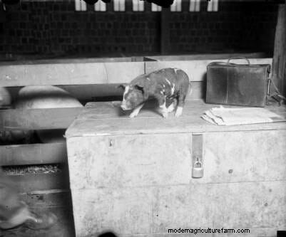 16 Porkers from the Past