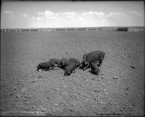 16 Porkers from the Past