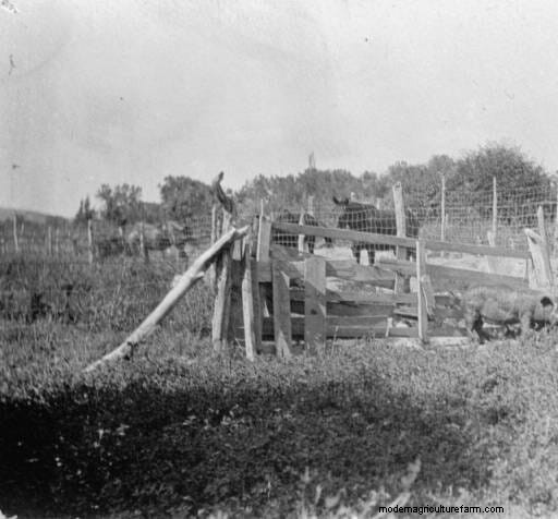 16 Porkers from the Past