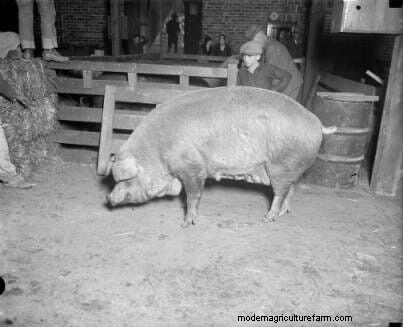 16 Porkers from the Past