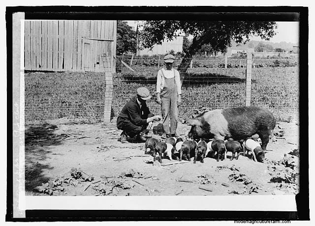 16 Porkers from the Past