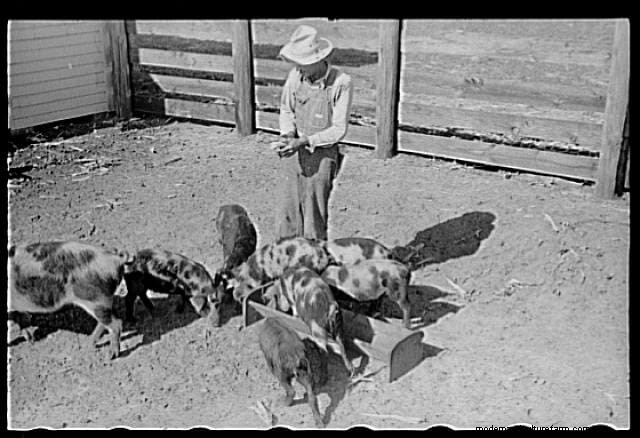 16 Porkers from the Past