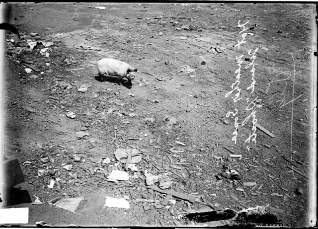 16 Porkers from the Past