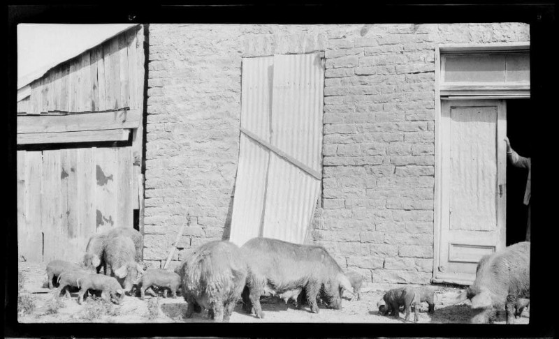 16 Porkers from the Past