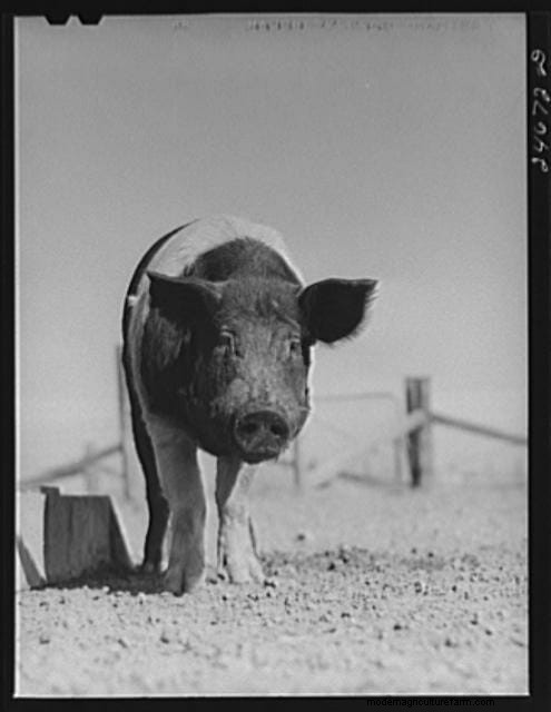 16 Porkers from the Past