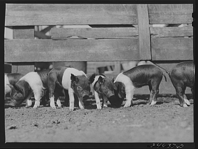 16 Porkers from the Past