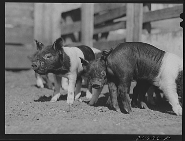 16 Porkers from the Past
