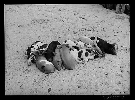 16 Porkers from the Past