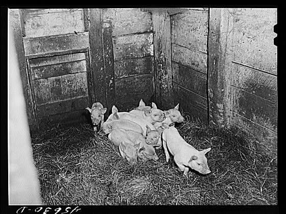 16 Porkers from the Past