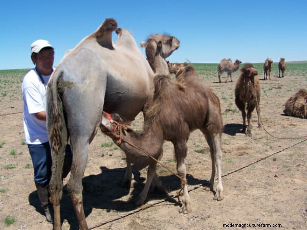 Ask a Mongolian Camel Herder
