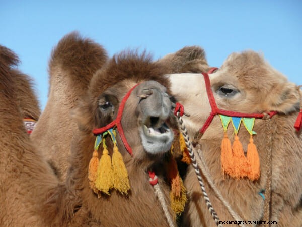 Ask a Mongolian Camel Herder