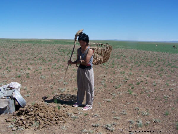 Ask a Mongolian Camel Herder