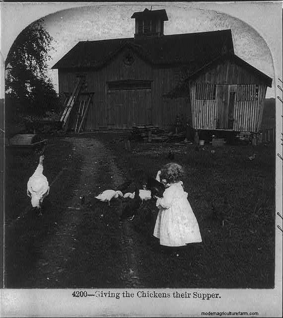 11 Classic Chicken Pics