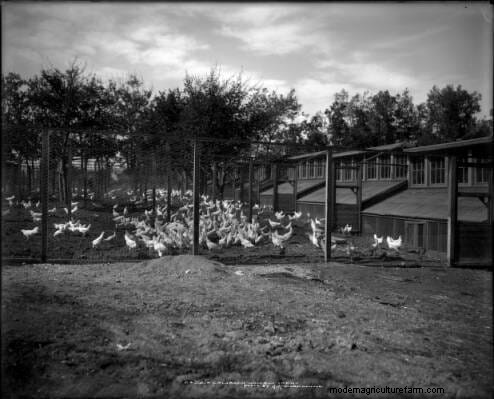 11 Classic Chicken Pics