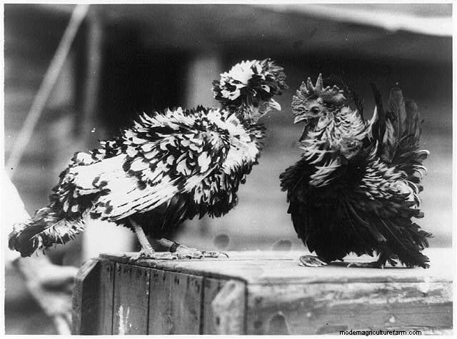 11 Classic Chicken Pics