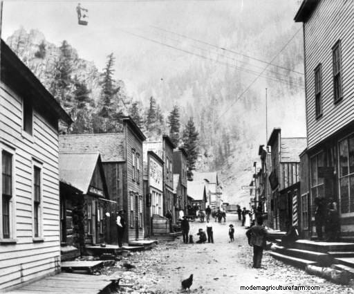 11 Classic Chicken Pics